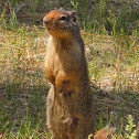 Richardson's ground squirrel