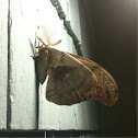 Polyphemus Moth, male