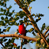 Crimsonbreasted Shrike