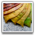 Best Autumn Wallpapers logo