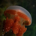 Stingless Jellyfish