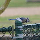 Blue jay