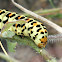 Cherry Spot moth larva
