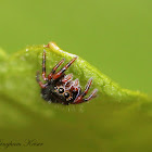 Jumping Spider (Juvenile)
