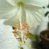 Jasvand (Hibiscus)