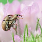 Red Clover Seed Weevils (mating)