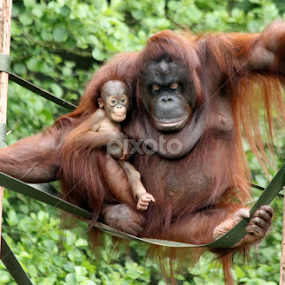 Orangutan & Baby by Owen Taylor - Animals Other Mammals