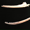 Fish jaw or pectoral spines