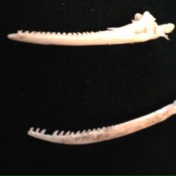Fish jaw or pectoral spines Project Noah