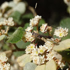 Wasp mimic longicorn beetle