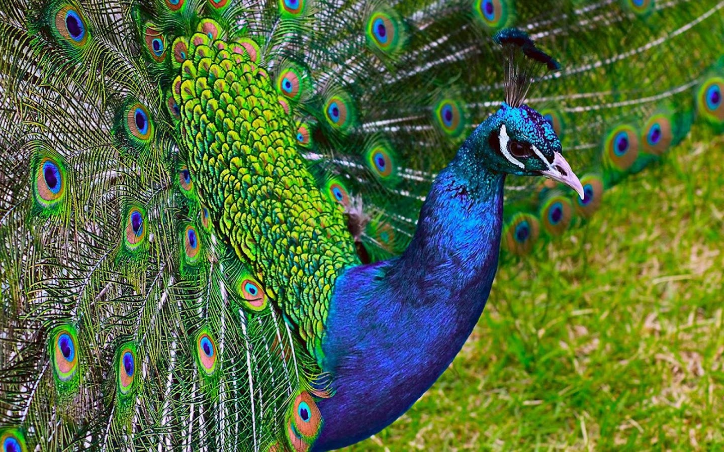 peacock app download for android