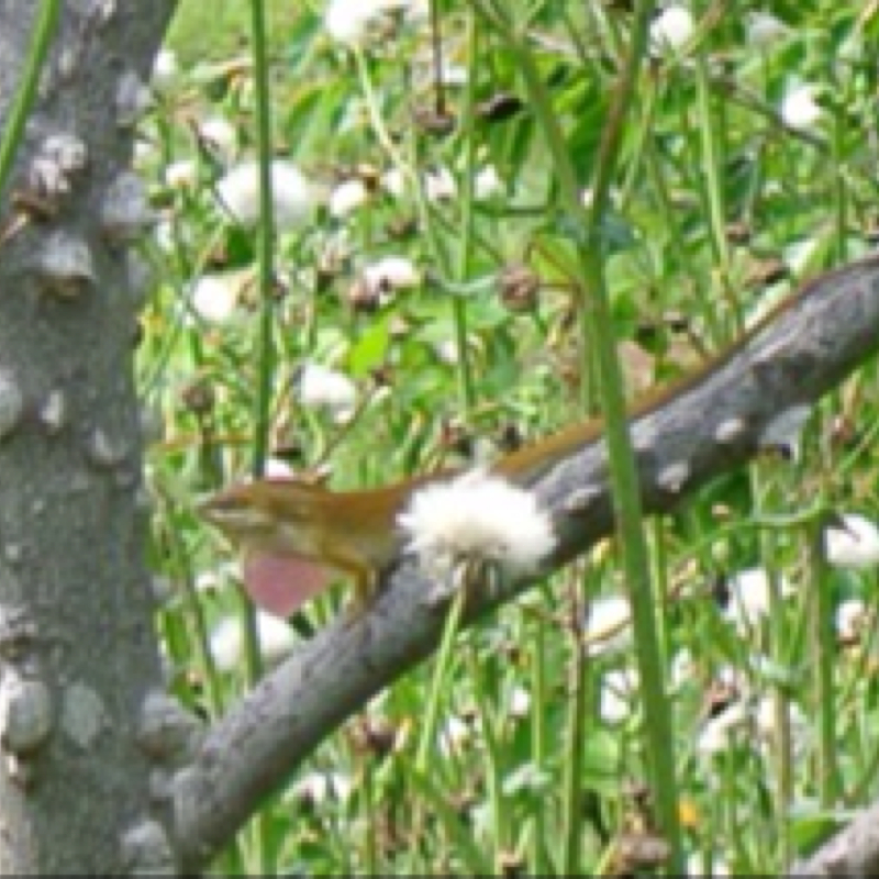 Anole