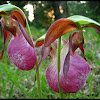 Pink Lady's Slipper, Pink Moccasin Flower (Orchid)