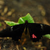 red rim or crimson banded black butterfly