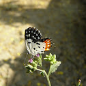 Red Pierrot