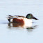 Northern Shoveler