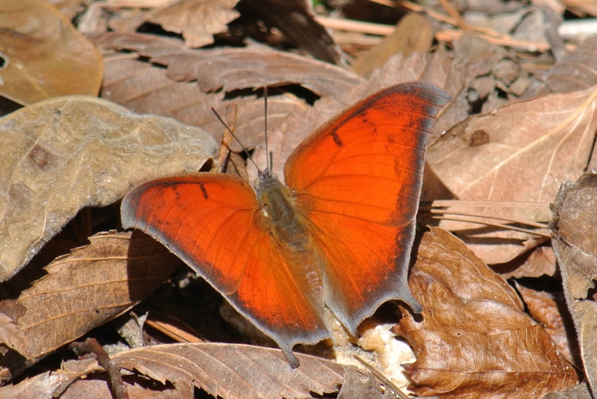 Goatweed Leafwing Butterfly (male)