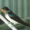 Barn swallow