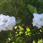 gardenia bush