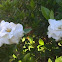 gardenia bush