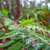 Leaf Mimicking Katydid