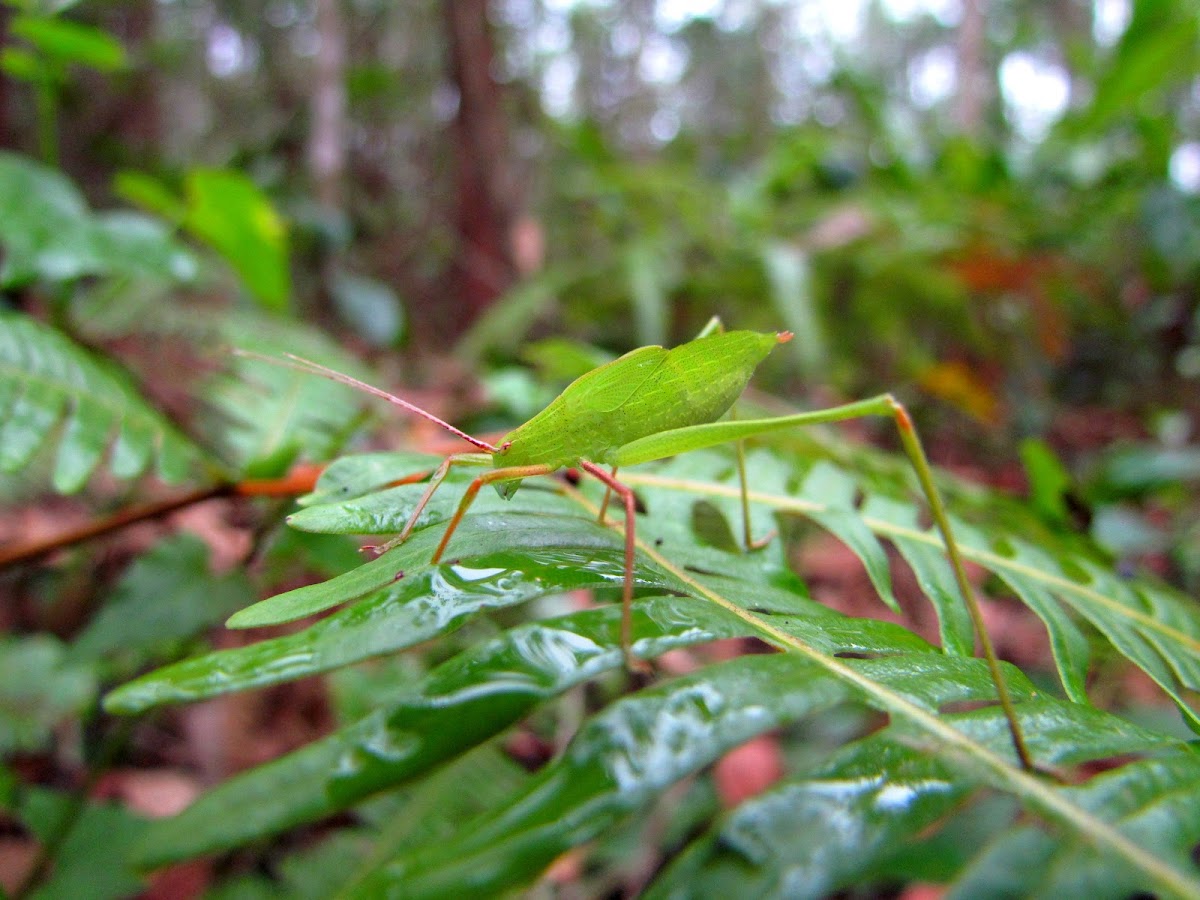 Leaf Mimicking Katydid