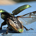 Golden staghorn beetle (female)