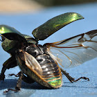Golden staghorn beetle (female)