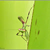 Praying Mantis (Nymph)