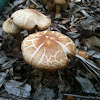 Cracked-cap mushroom