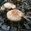 Cracked-cap mushroom
