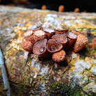 Cupcake Fungus