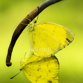 The Yellow Couple  by Ade Yuda - Animals Insects & Spiders