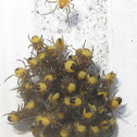 Cross Orbweaver Spider Hatchlings with video