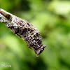Tiger Leafwing caterpillar, midlife instar