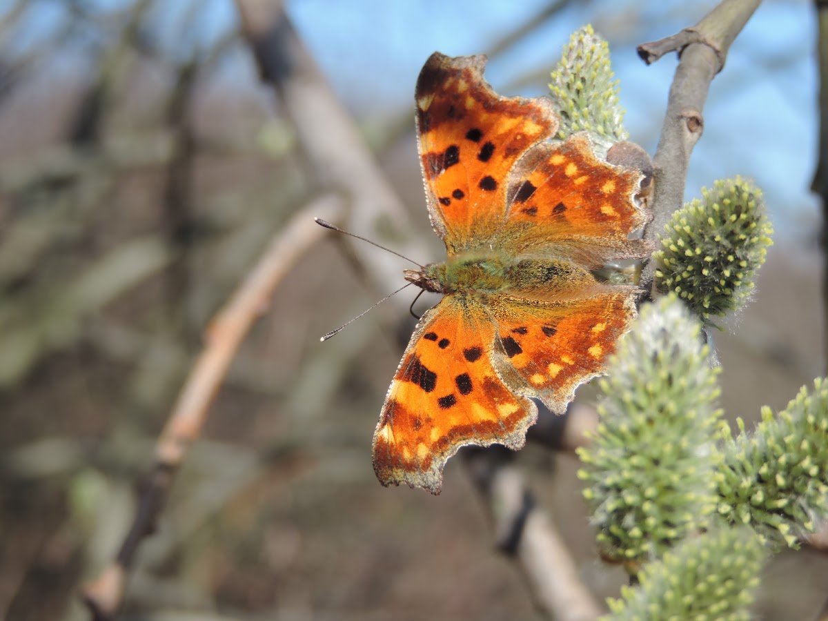 The Comma butterfyly