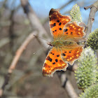 The Comma butterfyly