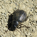 Escarabajo Pimelia