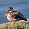 Mallard Duck (juvenile)