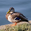Mallard Duck (juvenile)