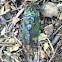Linne's cicada
