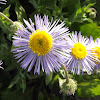 Beautiful Fleabane