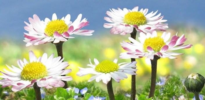 Daisy Flowers Live Wallpaper