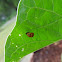 Multicolored Asian Lady Beetle Pupa