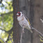 European goldfinch