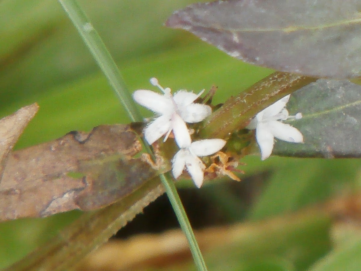 Purple-leaved Buttonweed