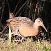 Clapper Rail