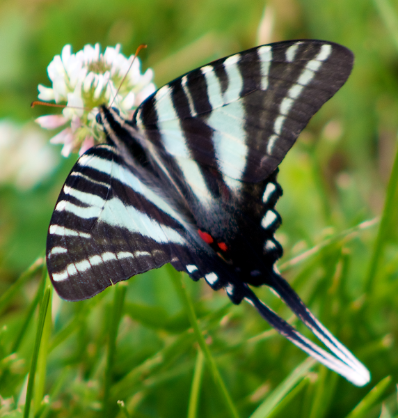 Zebra Swallowtail | Project Noah