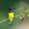 Olive - backed Sunbird - Male