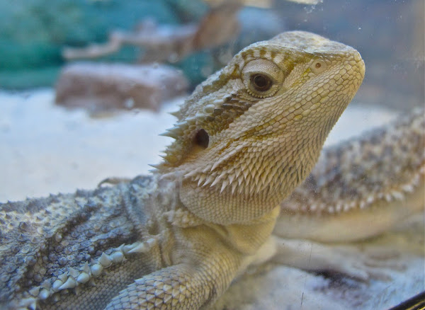 Lawson's Bearded Dragon | Project Noah